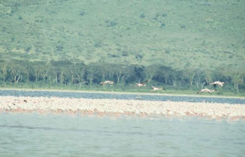Kenya - Lac Nakuru - Flamants roses