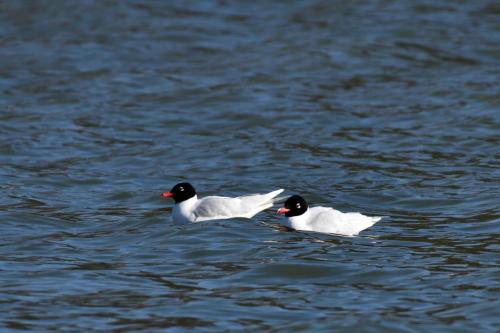 Mouettes mélanocéphales