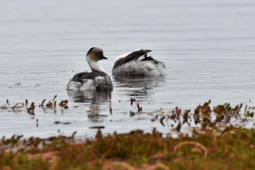 Grèbes aux belles joues