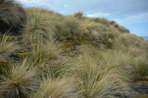 Tussock - Tussac Grass (Poa flabellata)