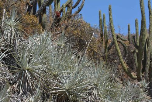 Puya coerulea et Cactus (Echinopsis chiloensis)