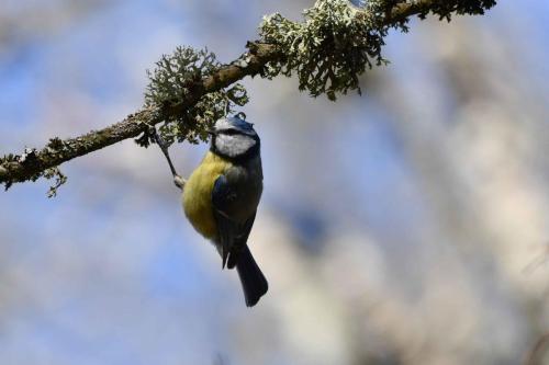 Mésange bleue
