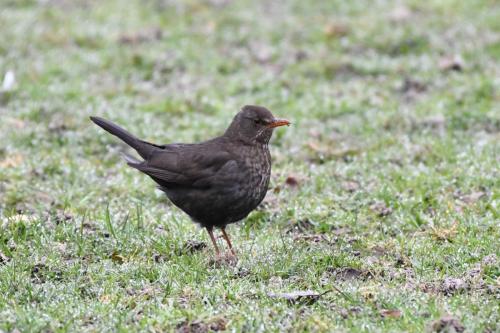 Merle noir (femelle)