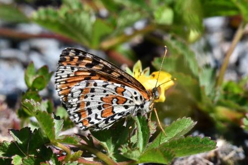 Mélitée orangée (Melitaea didyma)