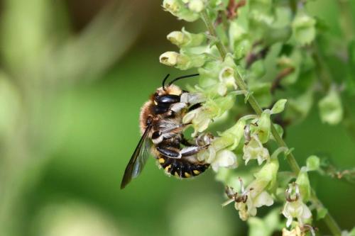 Anthidium