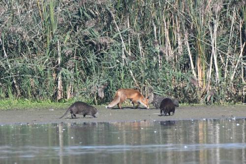 Renard roux et ragondins