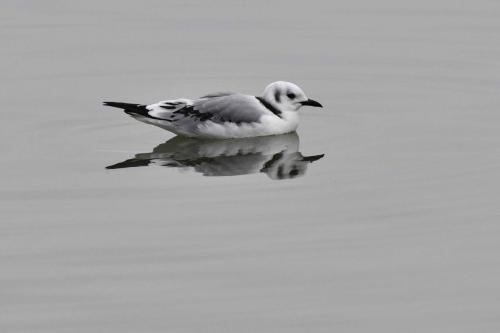 Mouette tridactyle (1ère année)