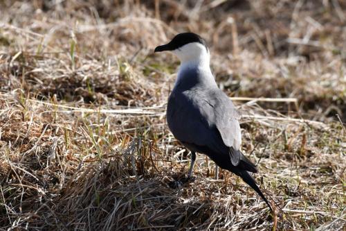 Labbe à longue queue