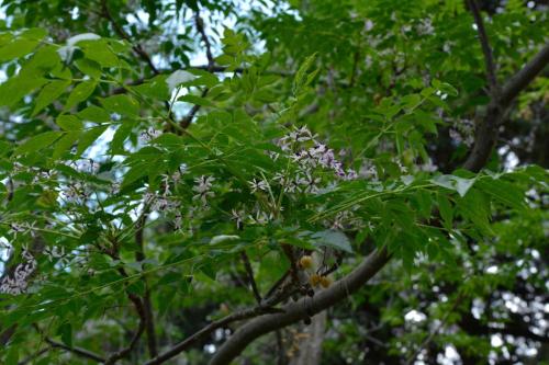 Margousier (Melia Azedarach)