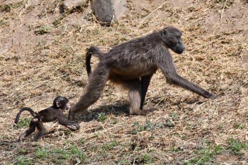 Babouins chacma