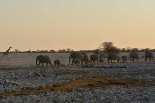 Elephants de savane