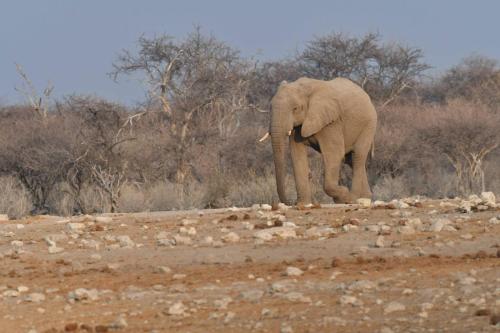 Eléphant de savane