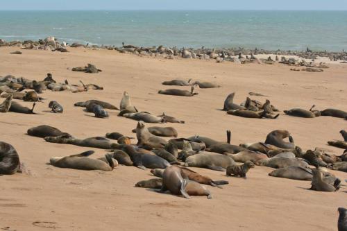 Otaries à fourrure d'Afrique du Sud