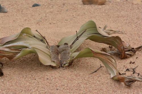 Welwitschia mirabilis