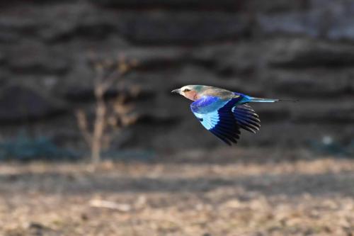 Rollier à longs brins