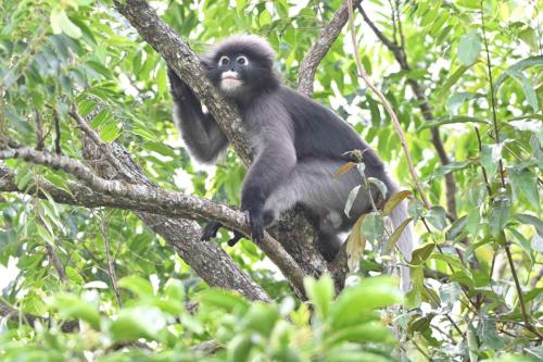 Semnopithèque obscur