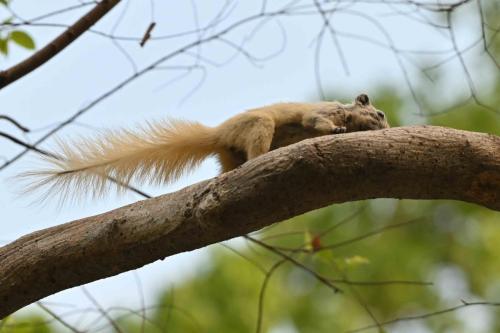 Ecureuil de Finlayson