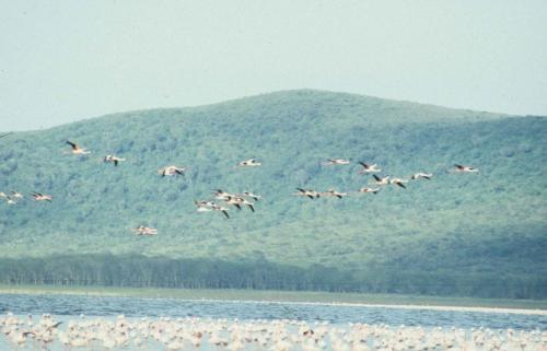 Kenya - Lac Nakuru - Flamants roses