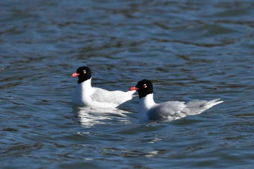 Mouettes mélanocéphales
