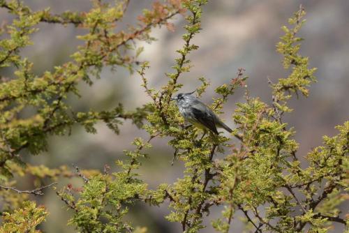 Taurillon mésange