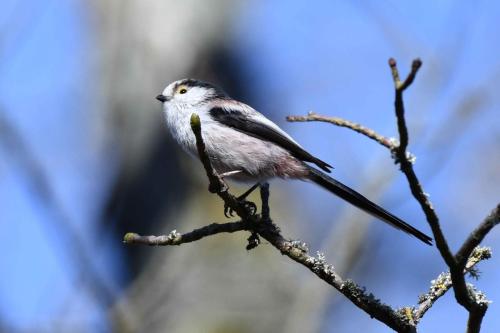 Mésange à longue queue