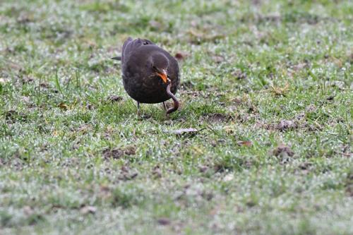 Merle noir (femelle)