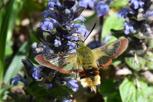 Sphinx-Gazé (Hemaris fuciformis)