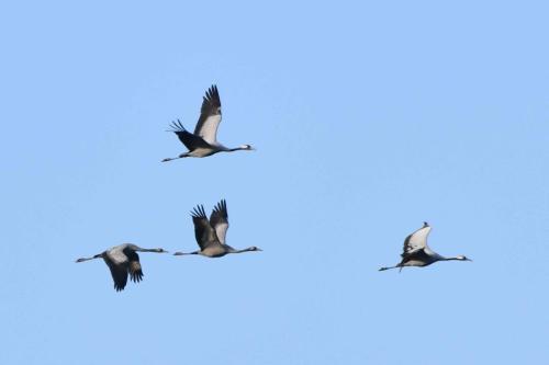 Retour des grues sur le lac