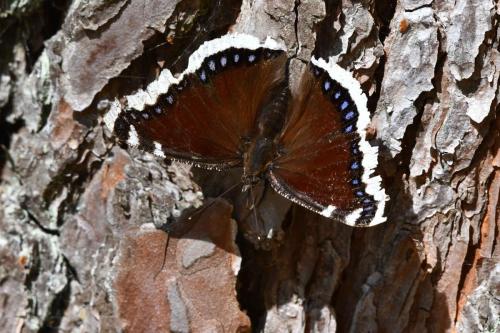 Morio (Nymphalis antiopa)
