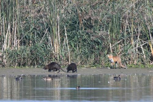 Renard roux et ragondins