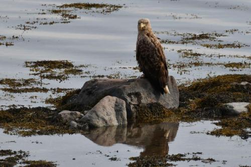 Pygargue à queue blanche