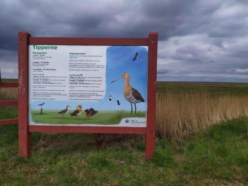 Réserve de Tipperne