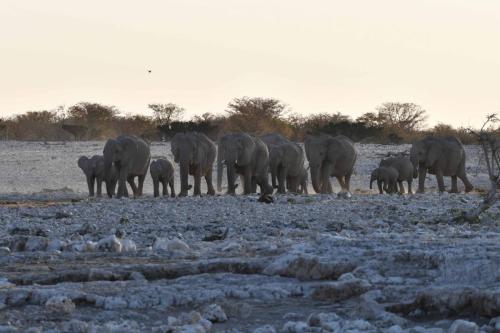 Elephants de savane