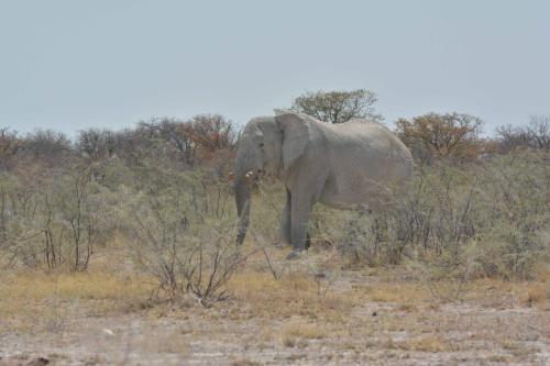 Eléphant de savane