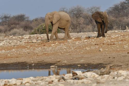 Eléphants de savane