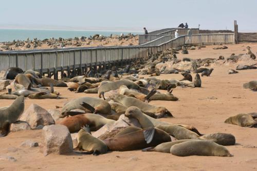 Otaries à fourrure d'Afrique du Sud