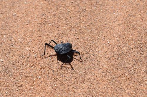 Onymacris Plana