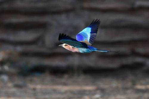 Rollier à longs brins