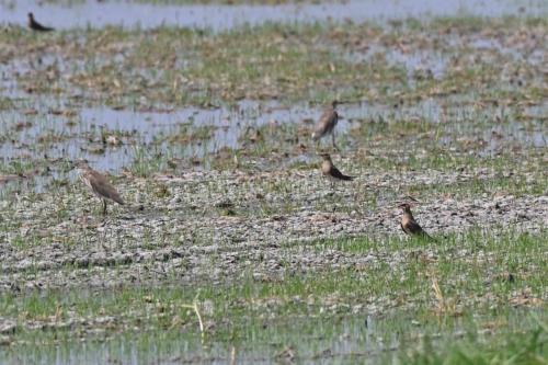 Glaréoles orientales, crabiers malais