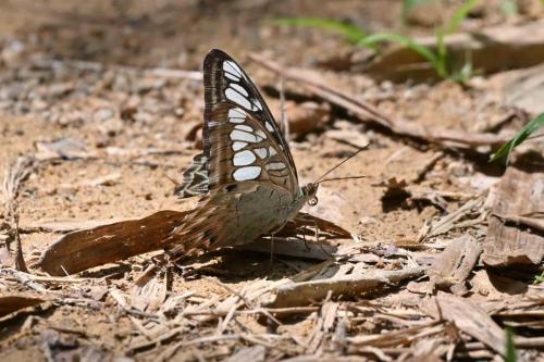 Parthenos sylvia