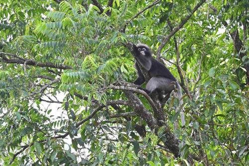 Semnopithèque obscur