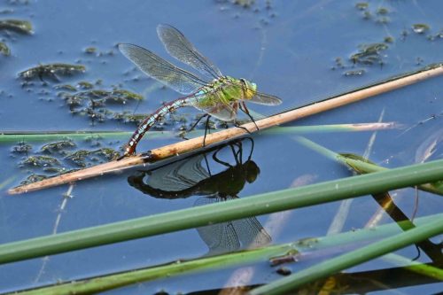 Anax empereur (femelle en ponte)