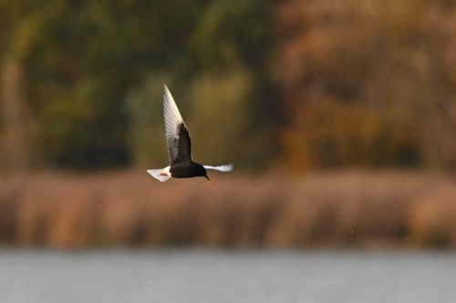 Guifette leucoptère