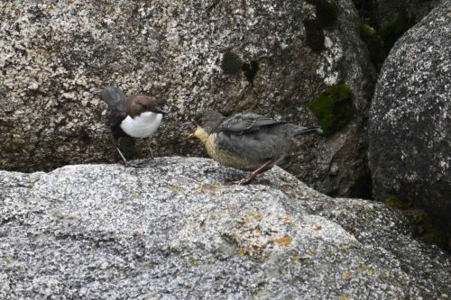 Cincles plongeurs