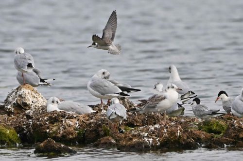 Guifette noire, Mouettes rieuses et Sternes pierregarins