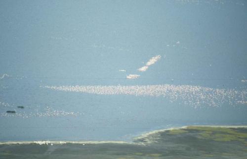 Kenya - Lac Nakuru - Flamants roses