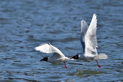Mouettes mélanocéphales