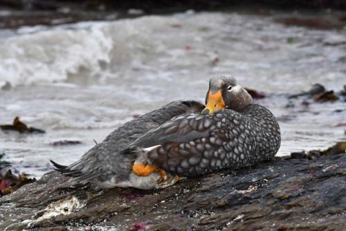 Brassemer des Malouines (mâle)
