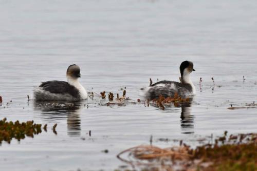 Grèbes aux belles joues
