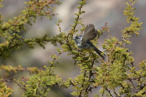 Taurillon mésange